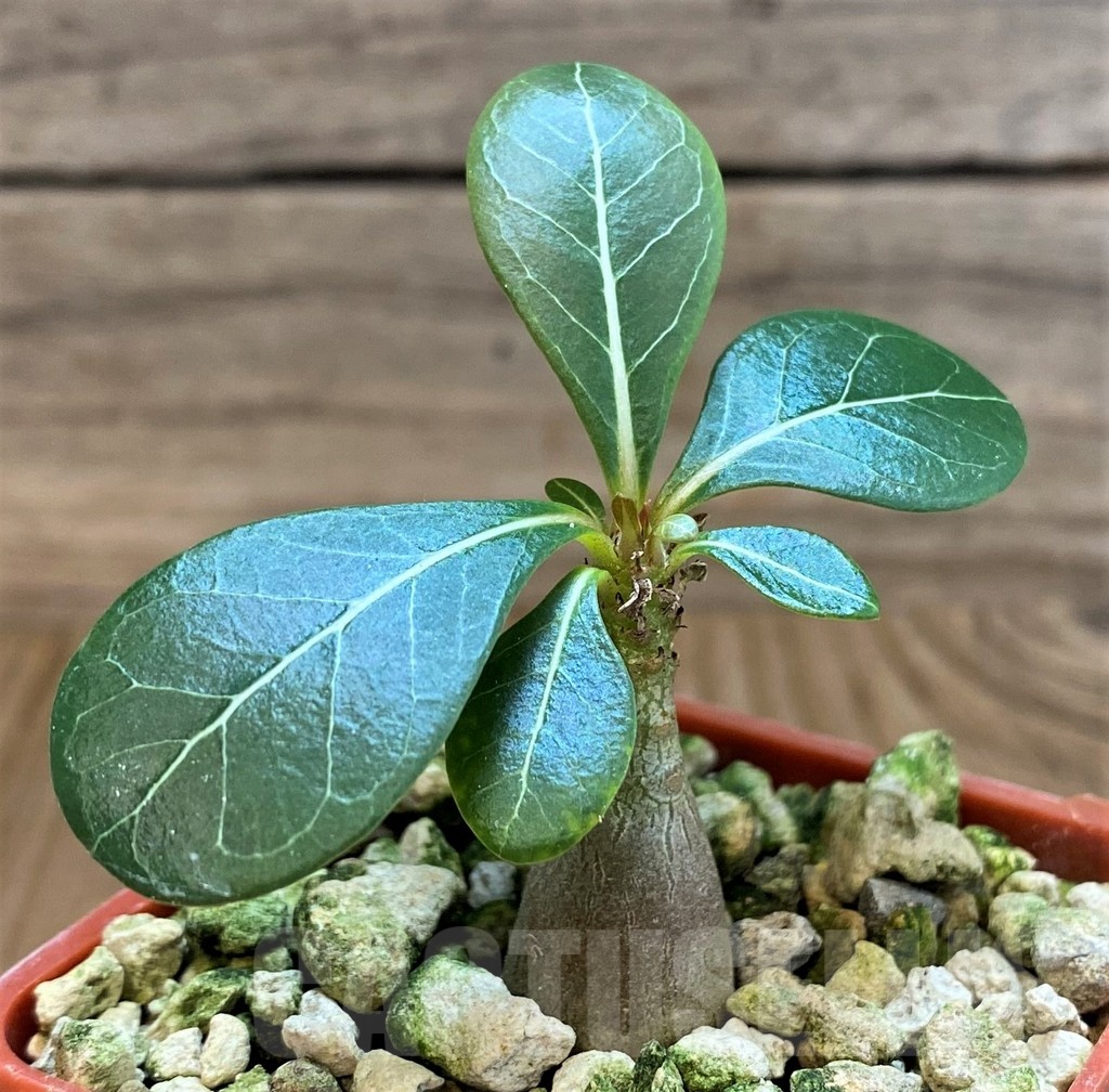 SH18208 Adenium socotranum