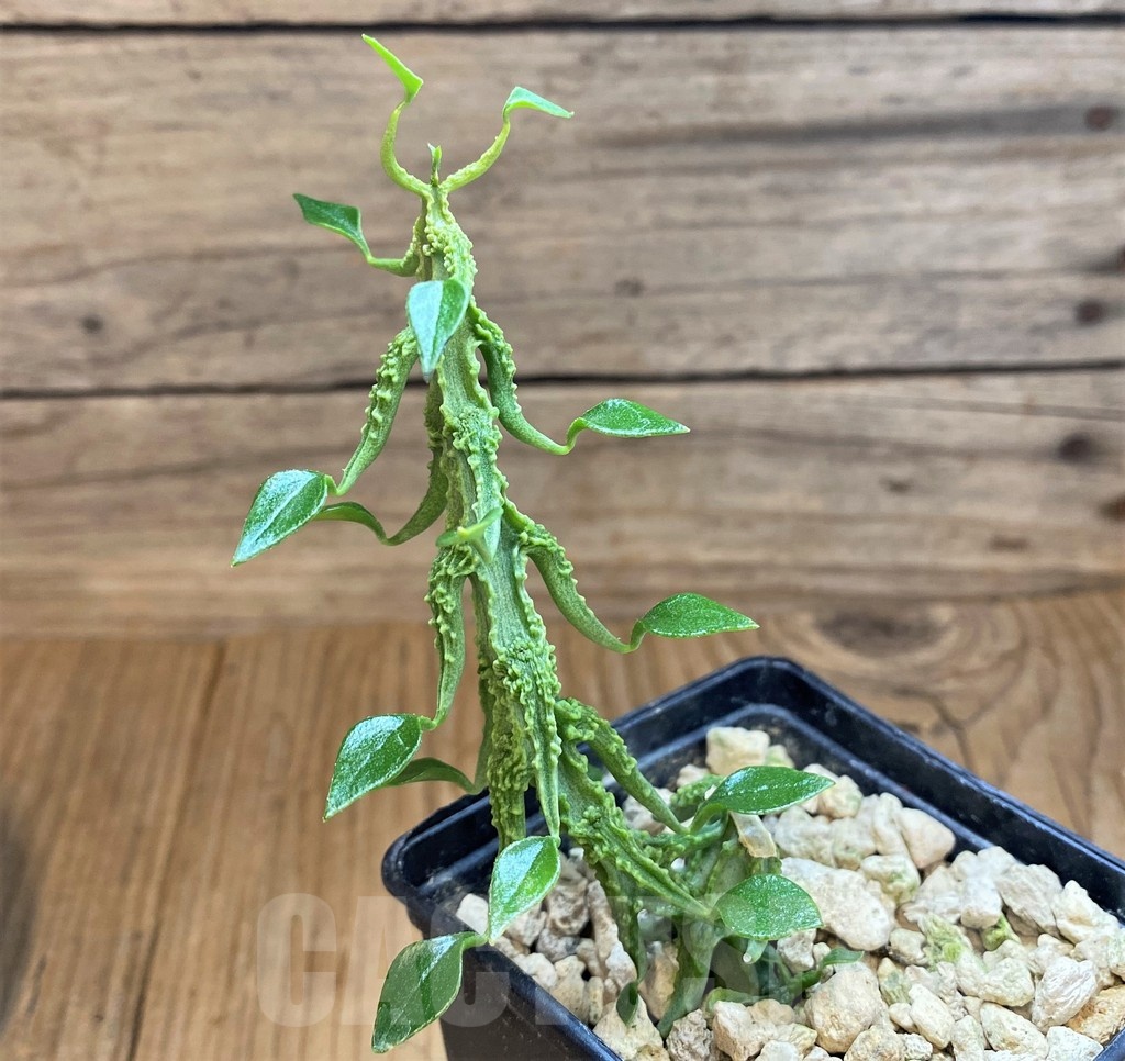 SH18209 Ceropegia simoneae ‘Green Bizarre Form’ – Bild 2