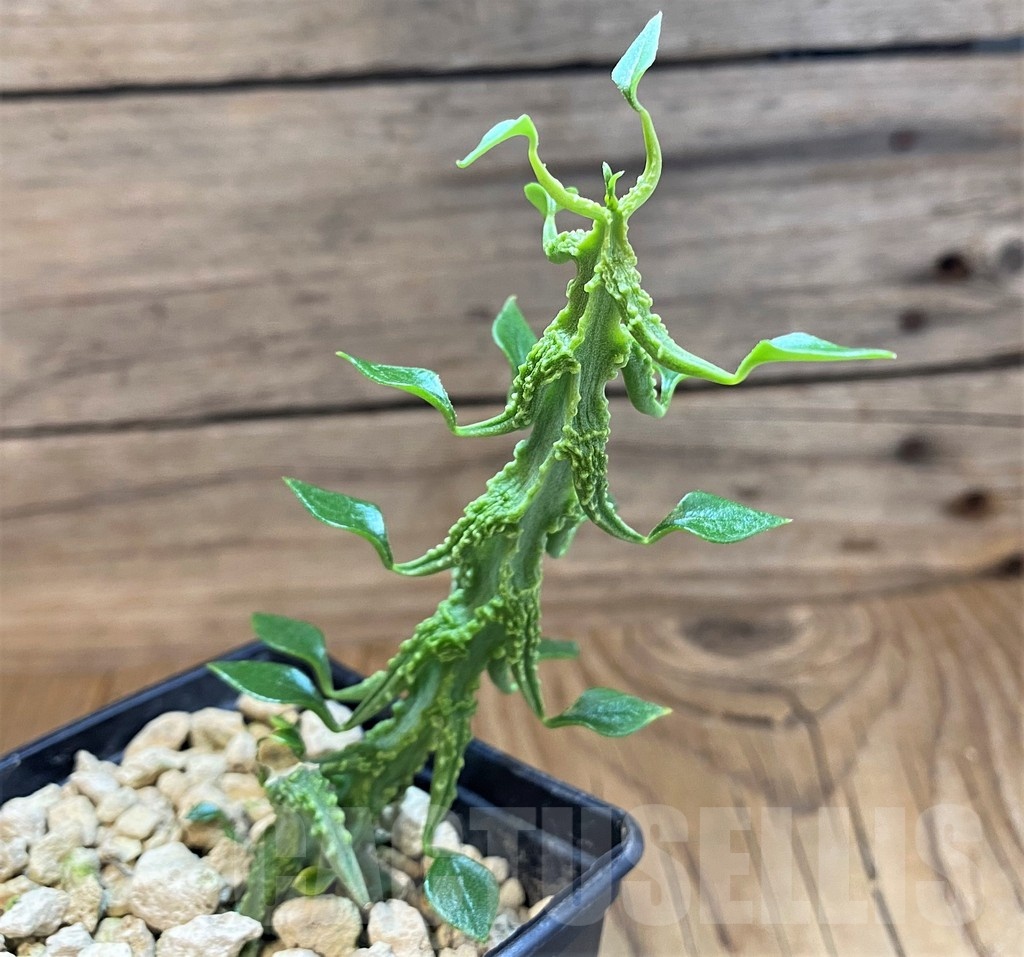 SH18209 Ceropegia simoneae ‘Green Bizarre Form’