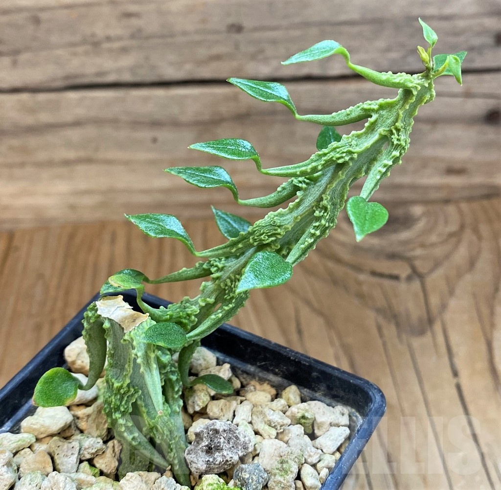 SH18210 Ceropegia simoneae ‘Green Bizarre Form’ - 画像 (2)