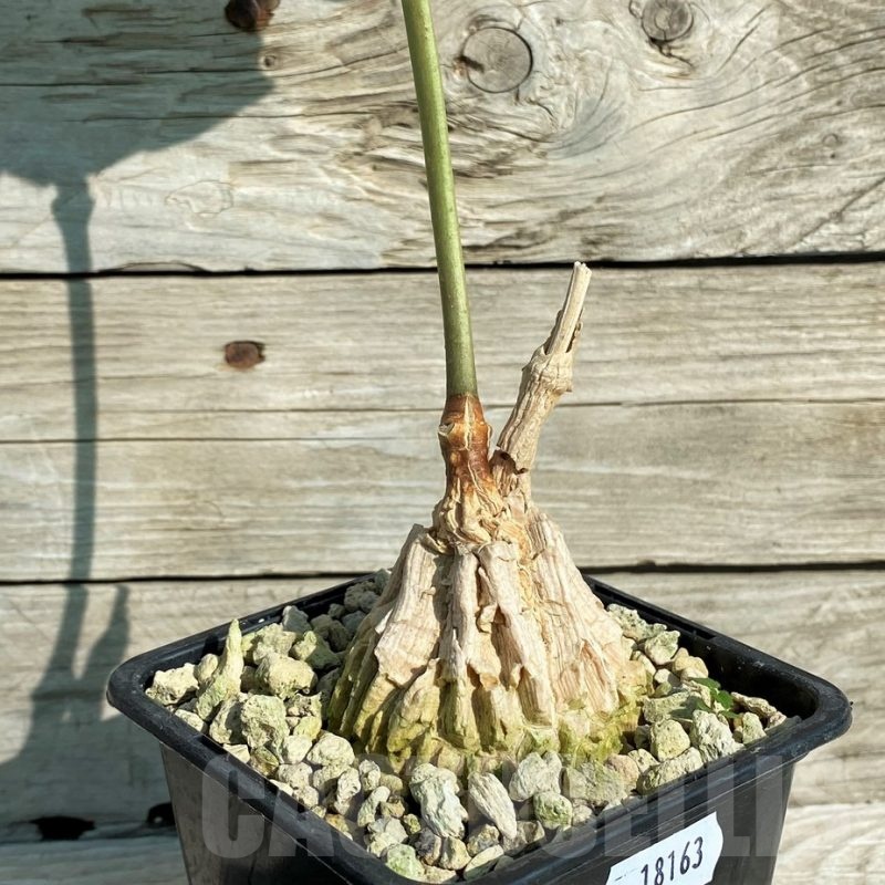 SH18163 Matelea cyclophylla