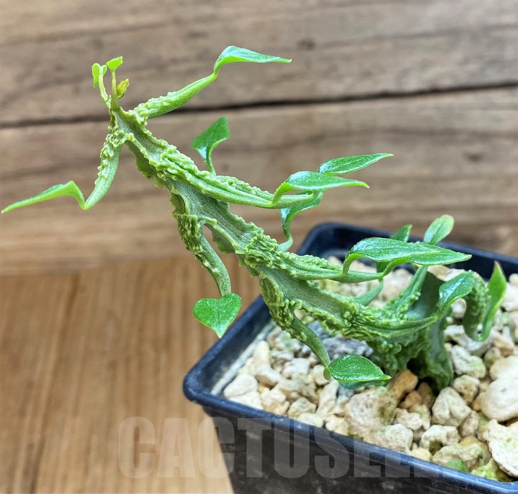 SH18210 Ceropegia simoneae ‘Green Bizarre Form’