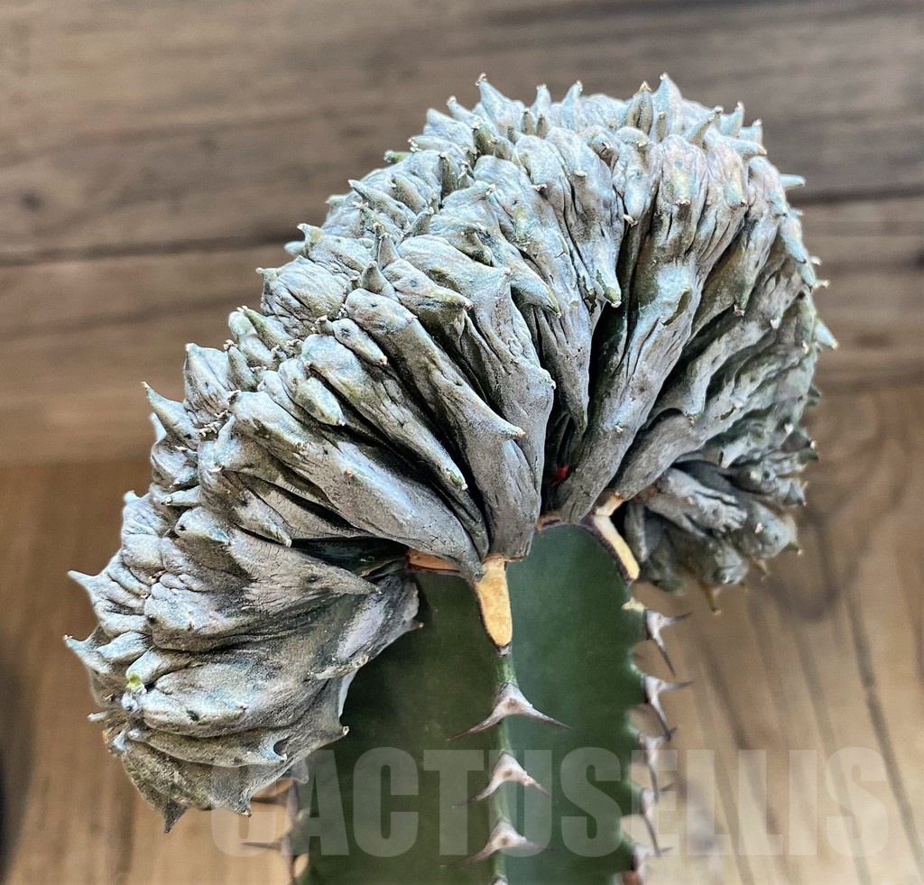 SH18211 Euphorbia abdelkuri f. cristata, grafted