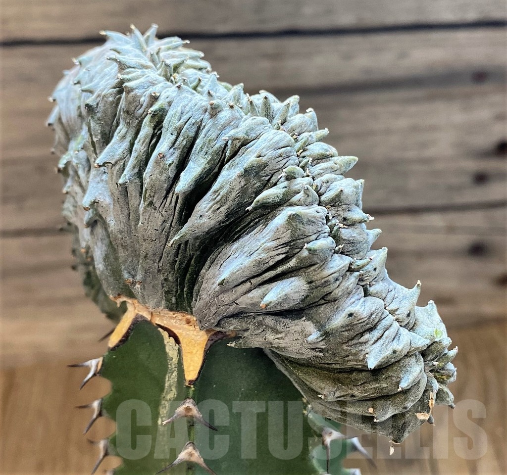 SH18211 Euphorbia abdelkuri f. cristata, grafted - immagine 2