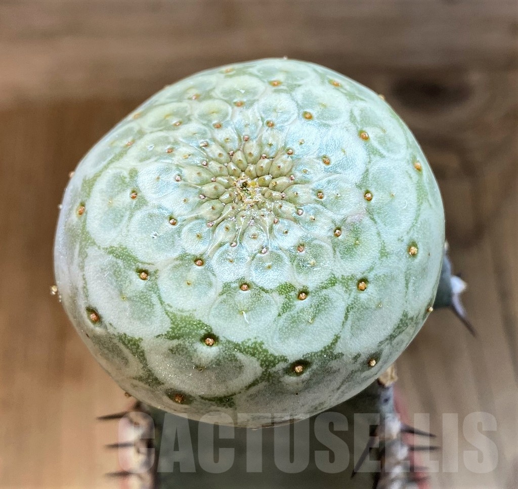 SH18212 Euphorbia turbiniformis, grafted