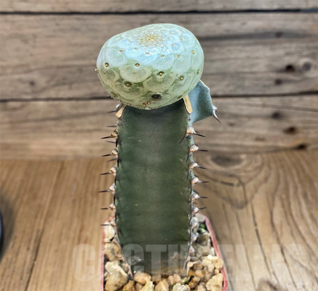 SH18212 Euphorbia turbiniformis, grafted - Obrázek 2