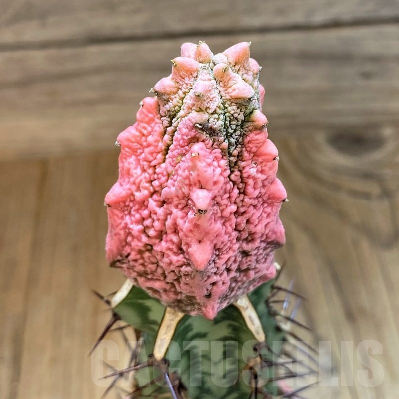 SH18215 Euphorbia abdelkuri 'Damask', grafted