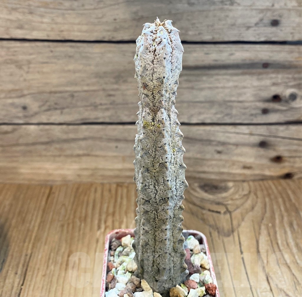 SH18218 Euphorbia abdelkuri