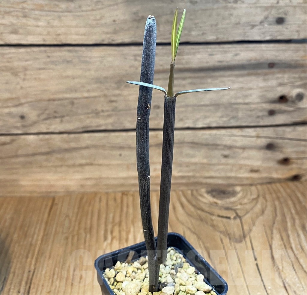 SH18221 Ceropegia fusca