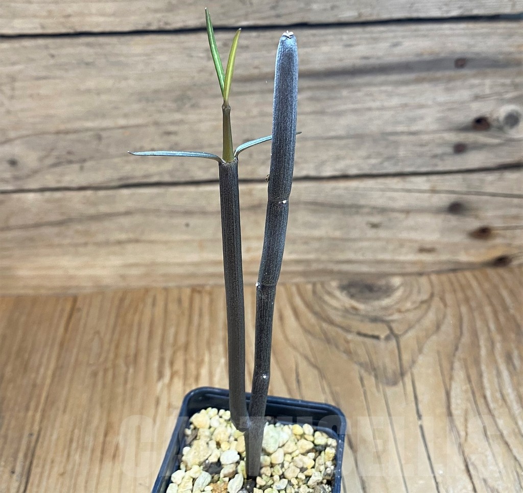 SH18221 Ceropegia fusca - Image 2