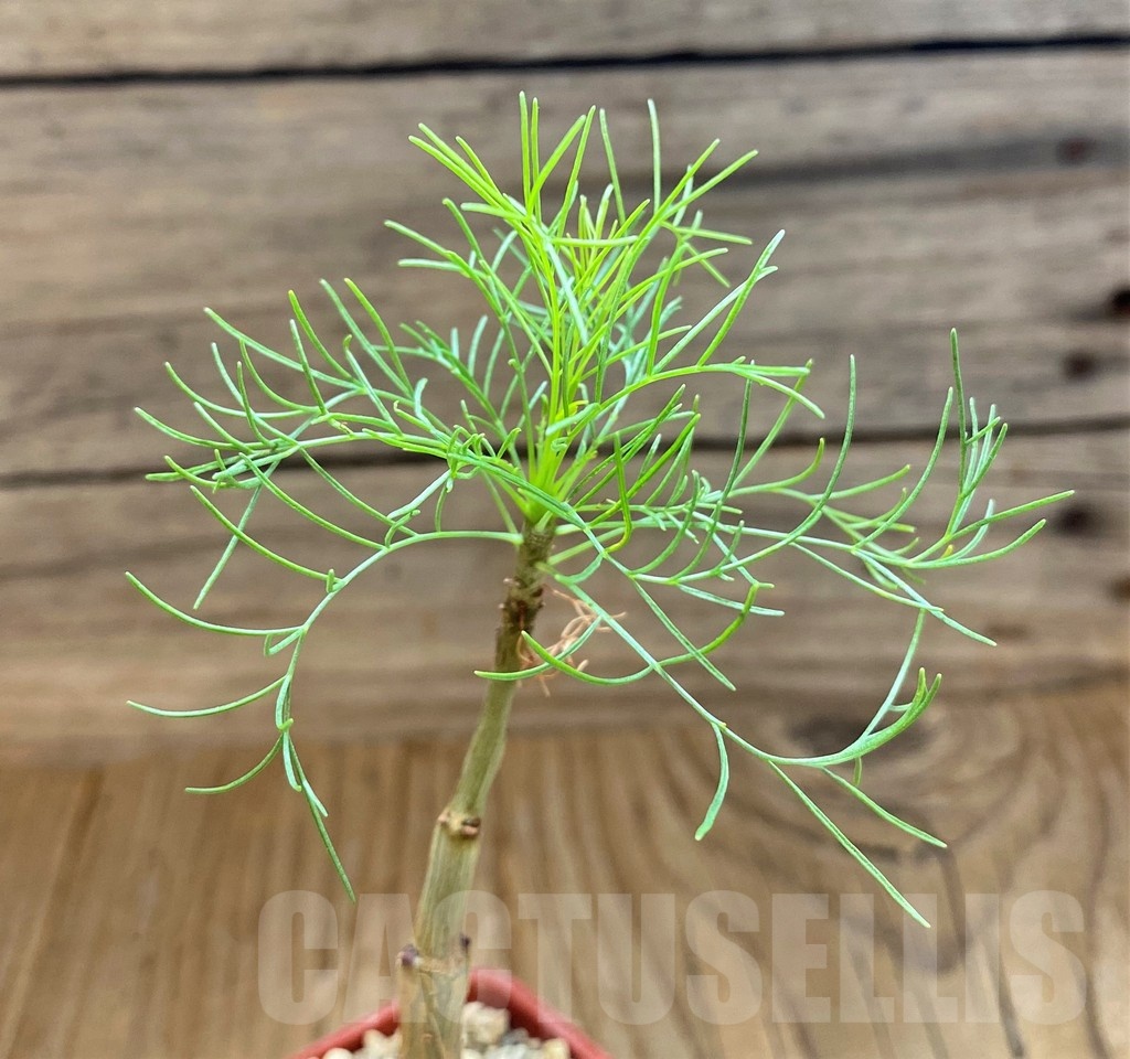 SH18222 Commiphora kraeuseliana