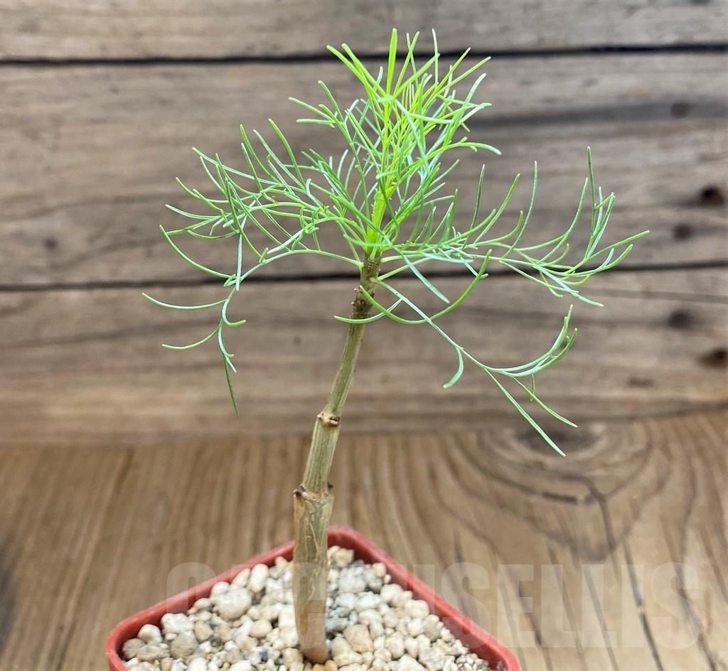 SH18222 Commiphora kraeuseliana - Image 2