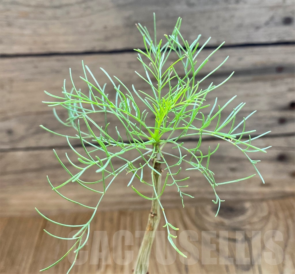 SH18223 Commiphora kraeuseliana