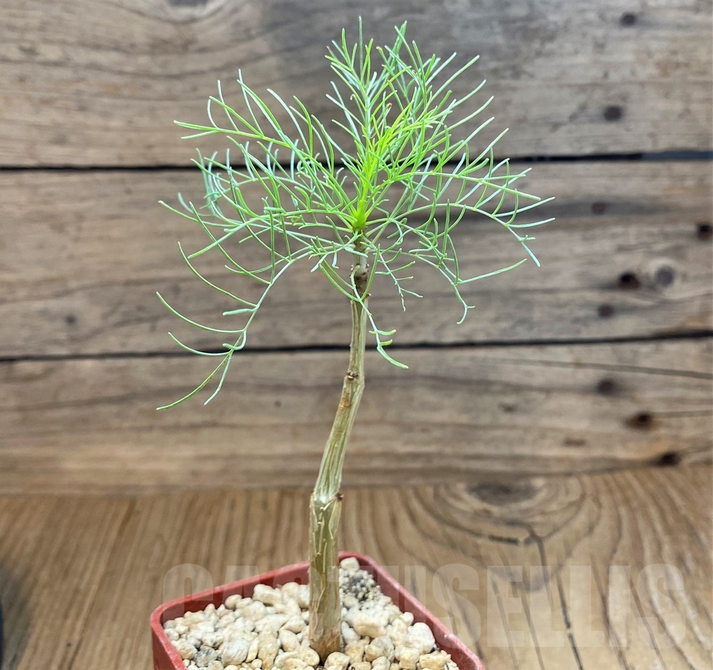 SH18223 Commiphora kraeuseliana - Imagen 2