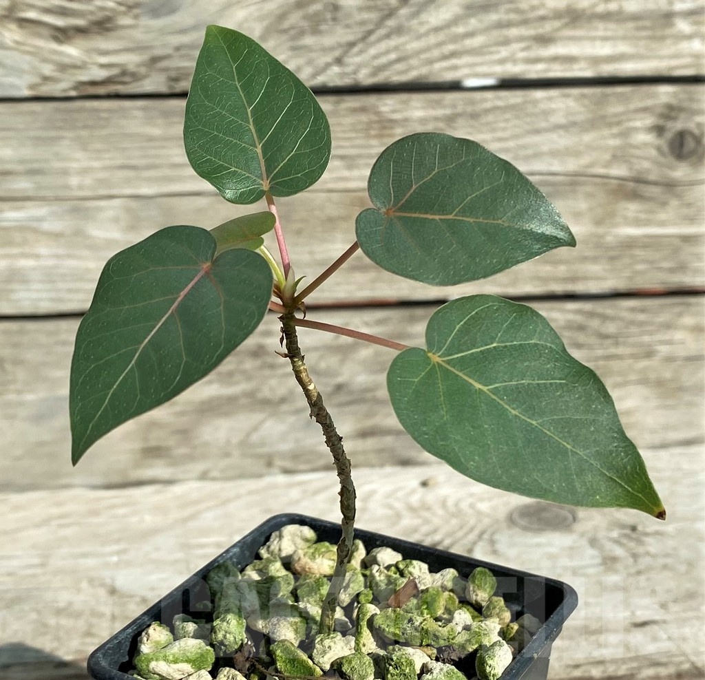 SH18165 Ficus petiolaris