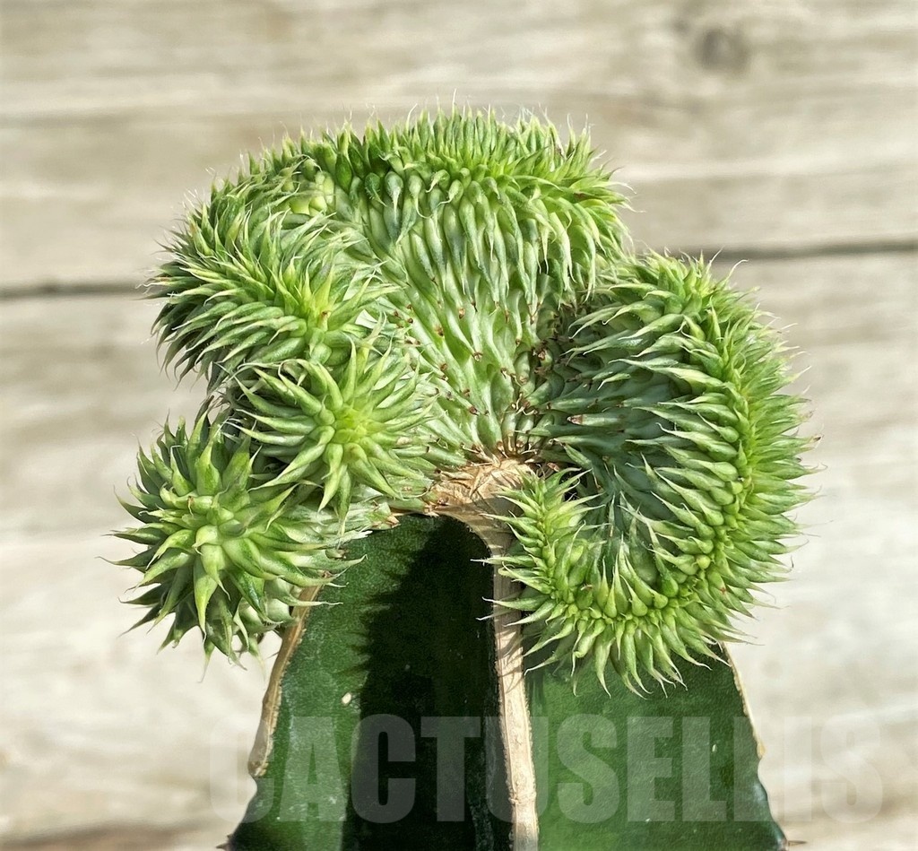 SH18167 Euphorbia susannae f. cristata variegata, grafted - Image 3