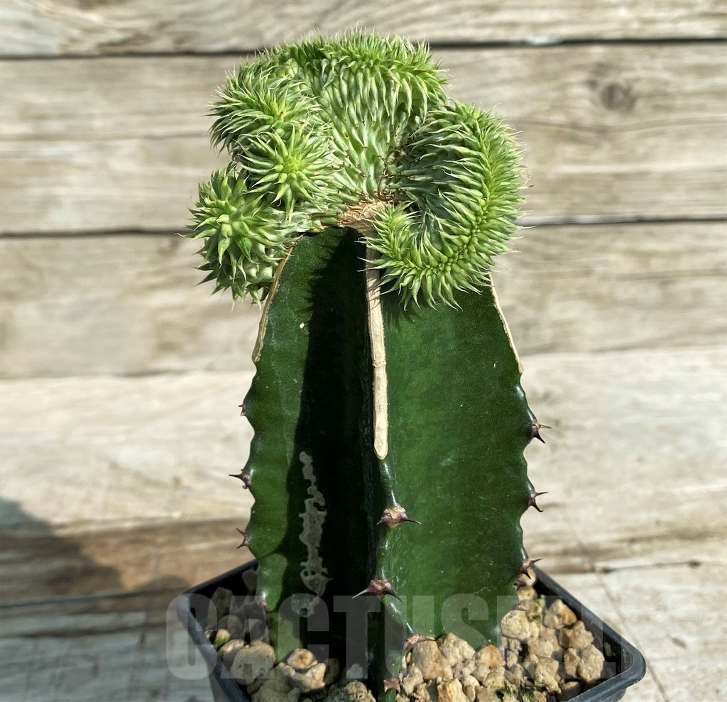 SH18167 Euphorbia susannae f. cristata variegata, grafted - Image 2