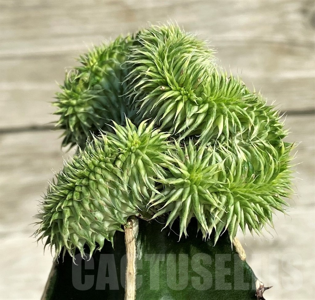 SH18167 Euphorbia susannae f. cristata variegata, grafted