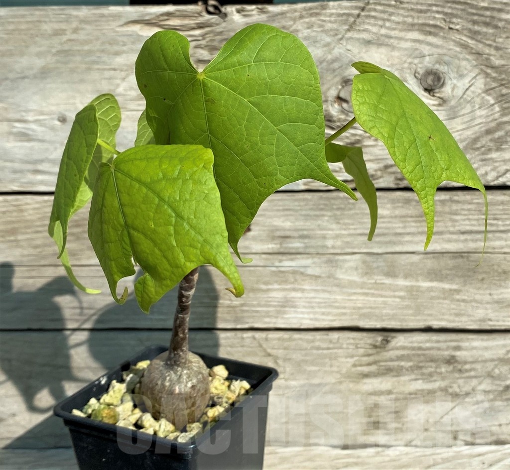 SH18159 Sterculia colorata