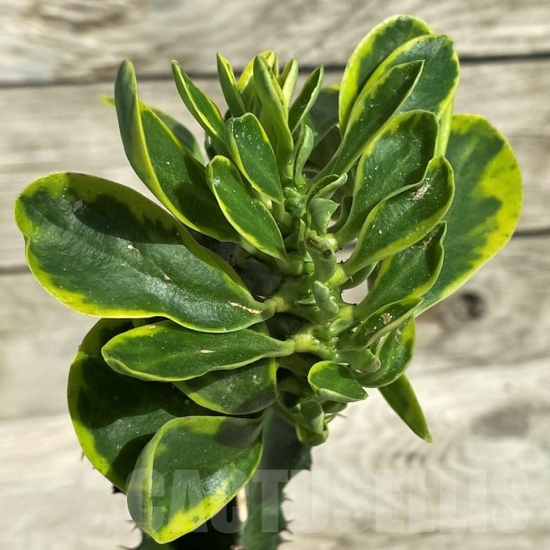 SH18169 Euphorbia neriifolia f. cristata variegata, grafted