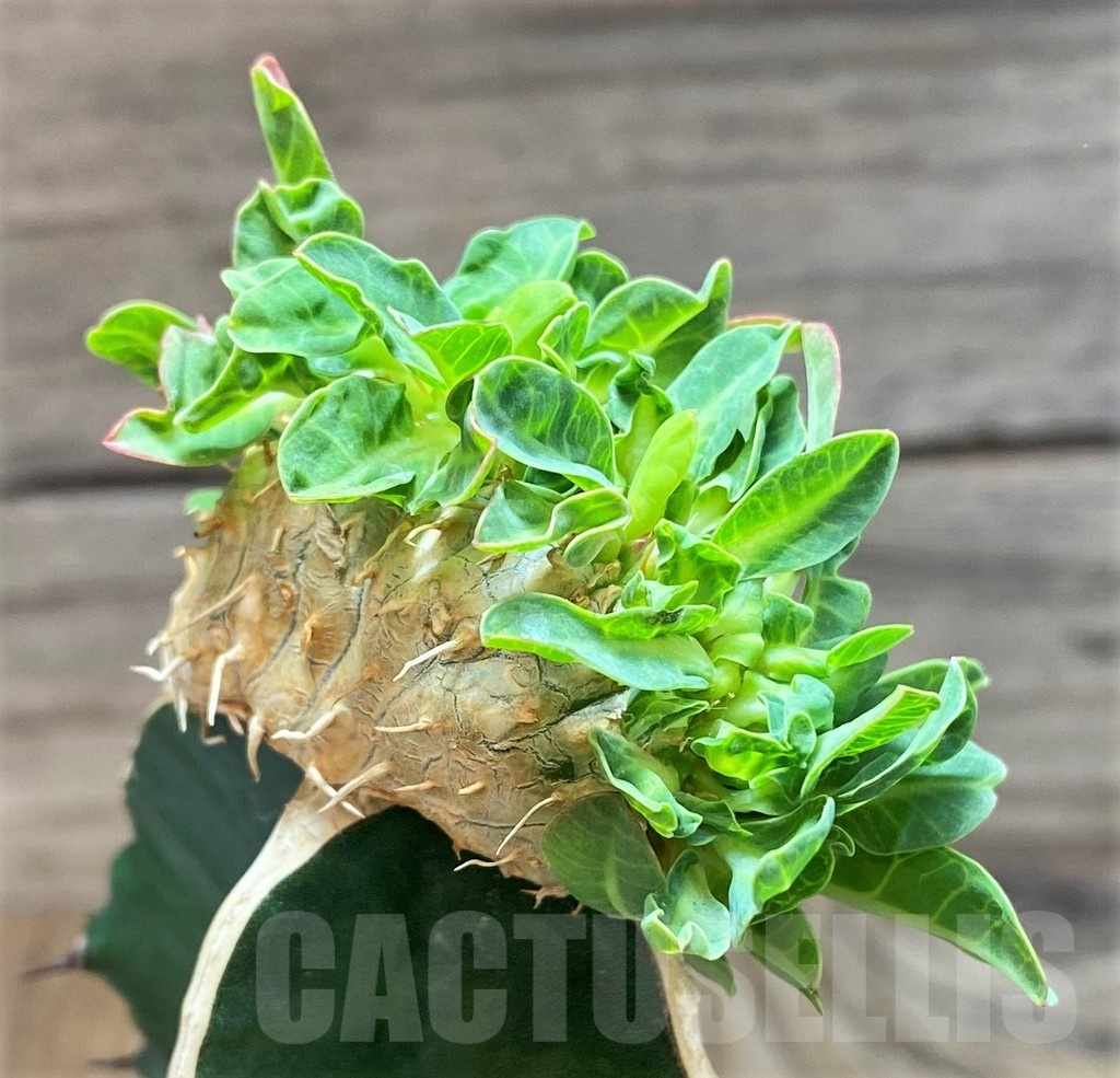 SH18171 Euphorbia guillauminiana f. cristata, grafted