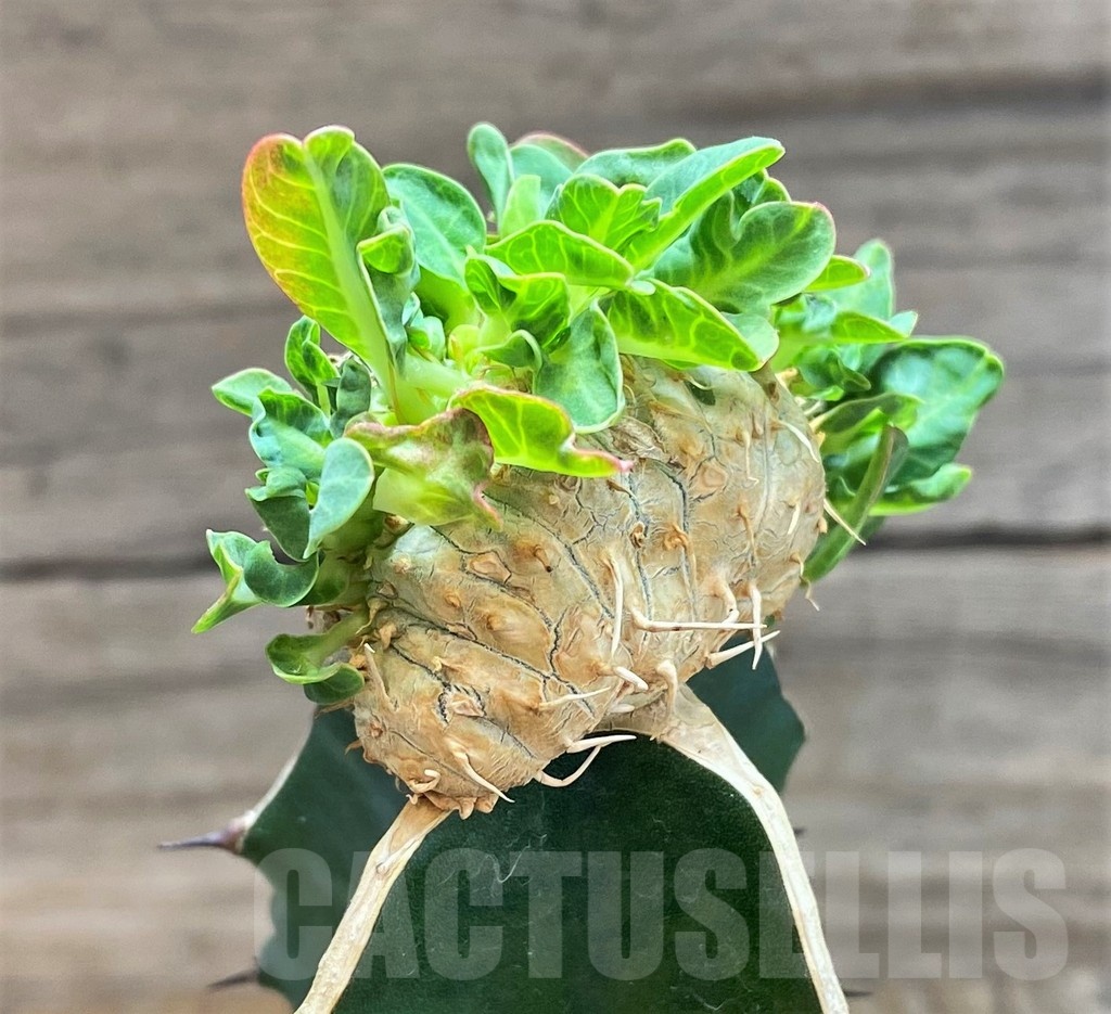 SH18171 Euphorbia guillauminiana f. cristata, grafted - 画像 (2)