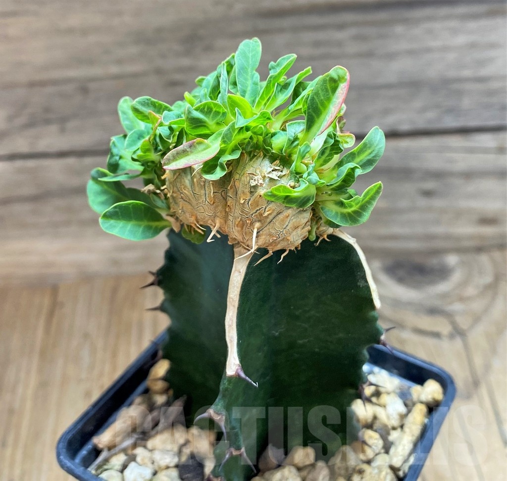 SH18171 Euphorbia guillauminiana f. cristata, grafted - 画像 (3)