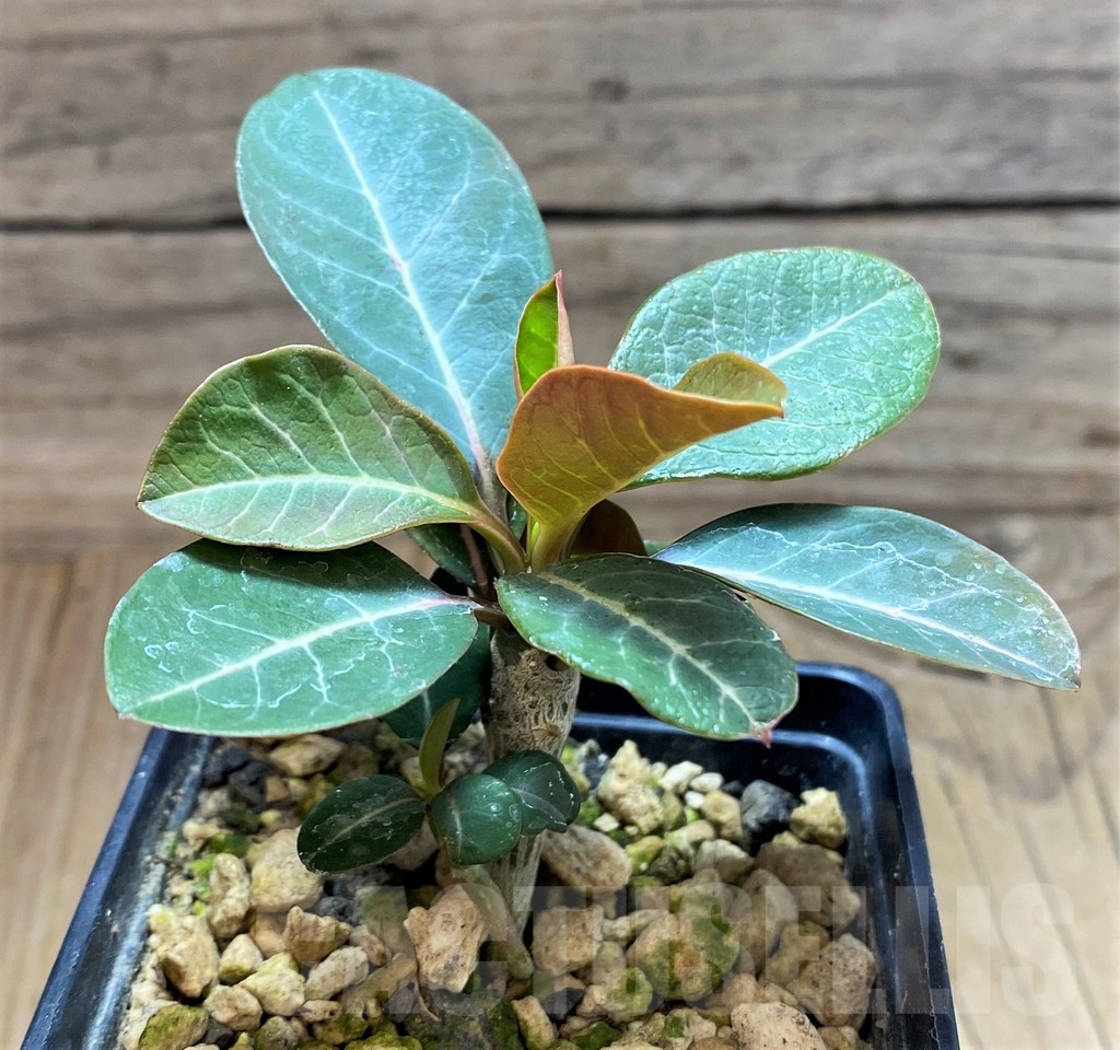 SH18172 Euphorbia millotii