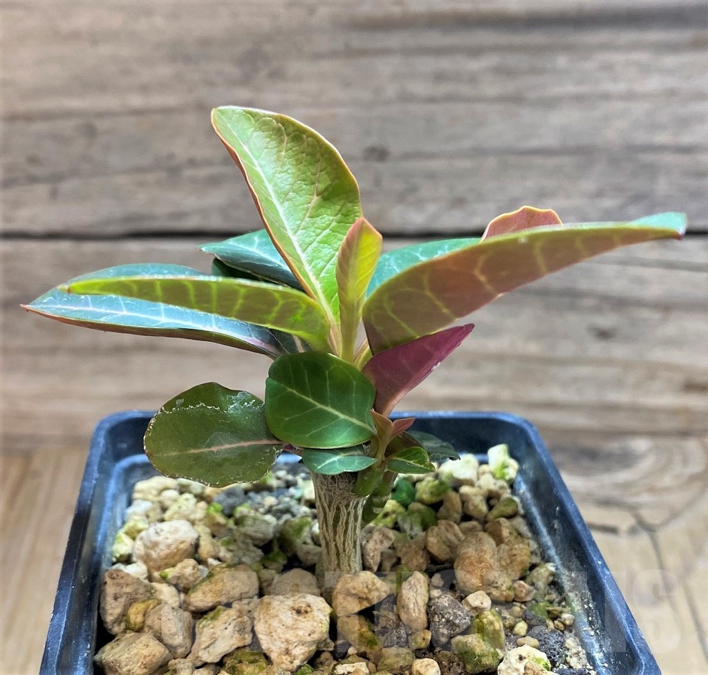 SH18172 Euphorbia millotii - Image 2