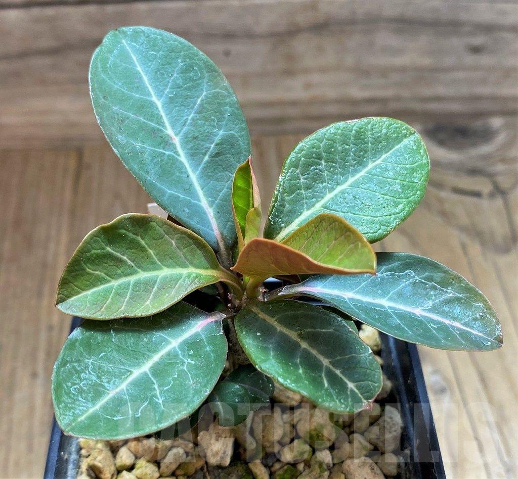 SH18172 Euphorbia millotii - Image 3