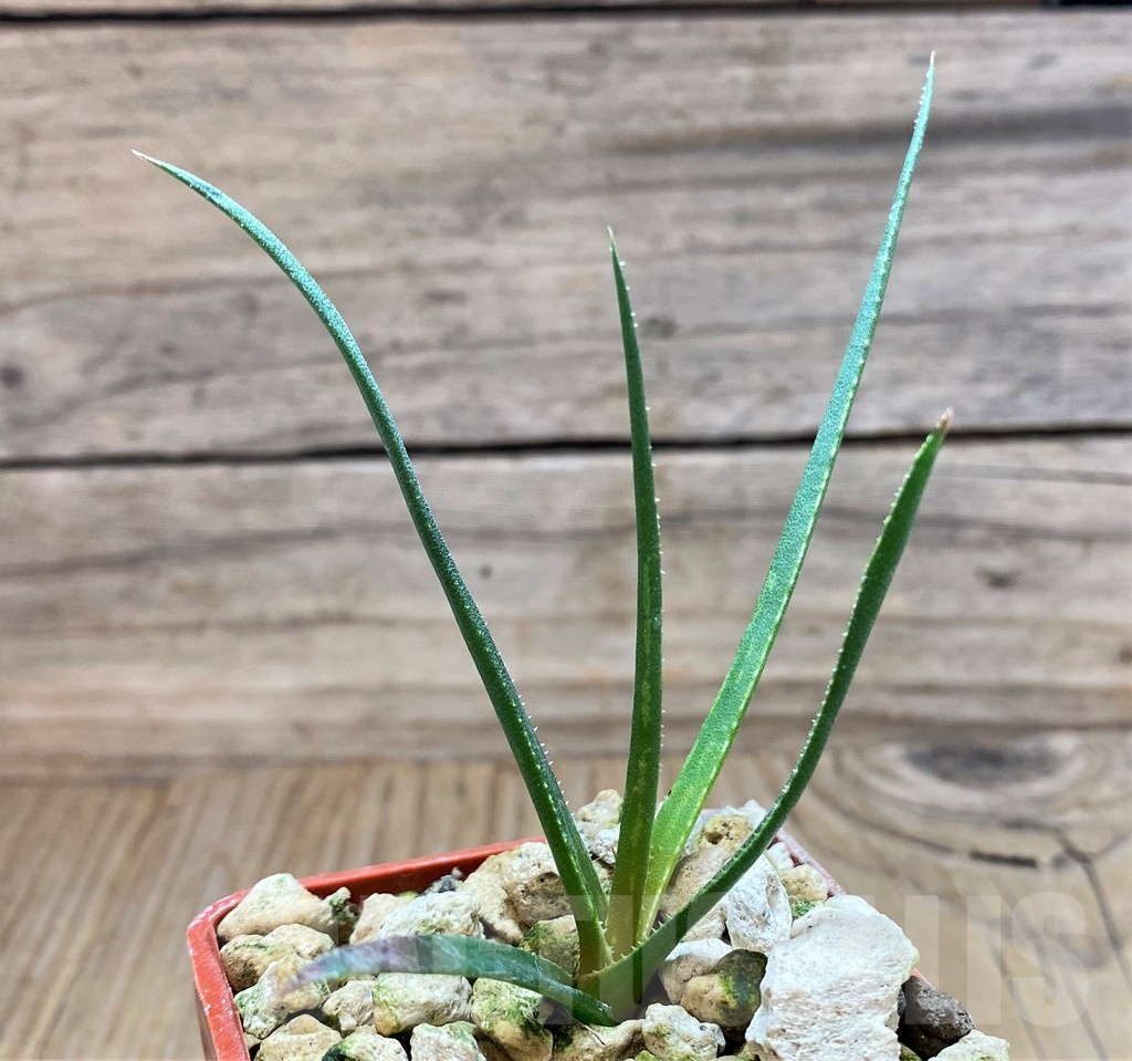 SH18173 Aloe pronkii