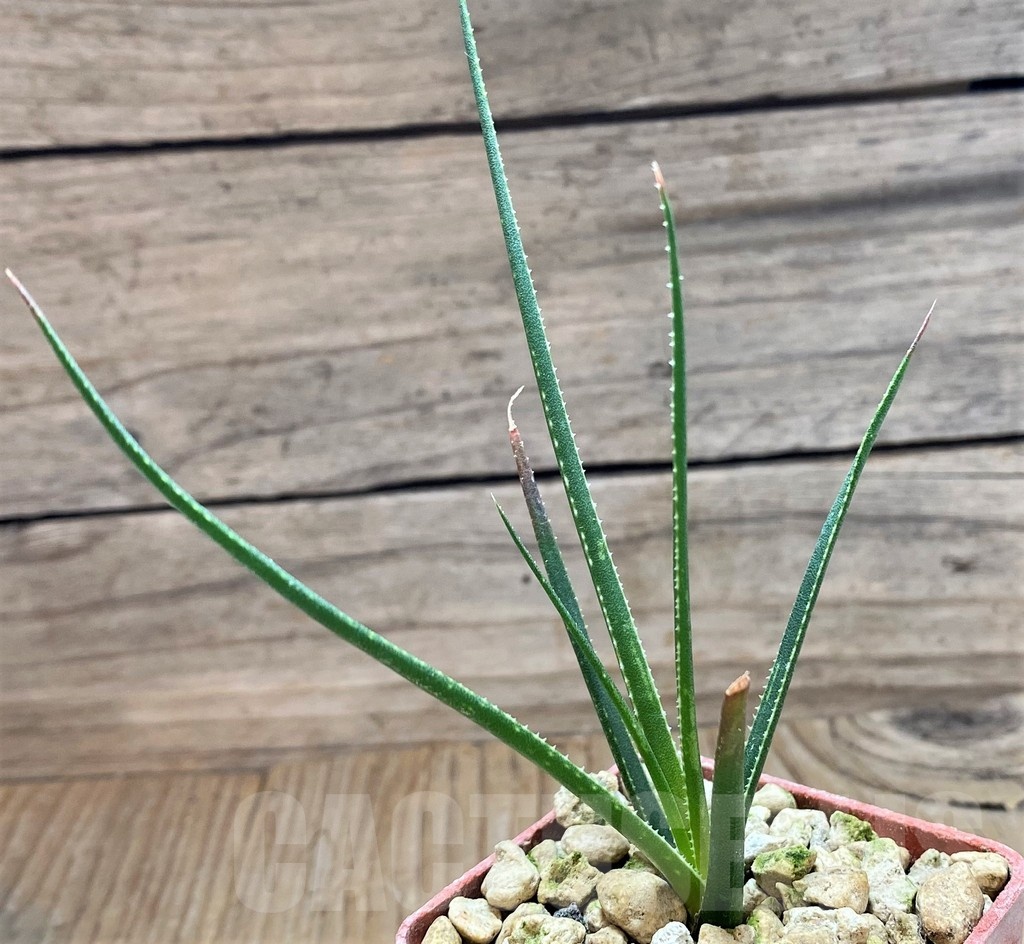 SH18174 Aloe pronkii