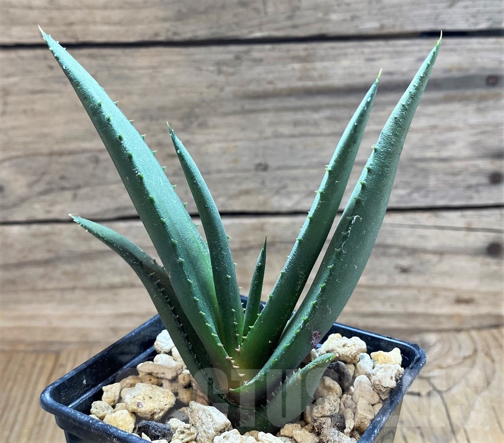 SH18175 Aloe cryptopoda - Image 2