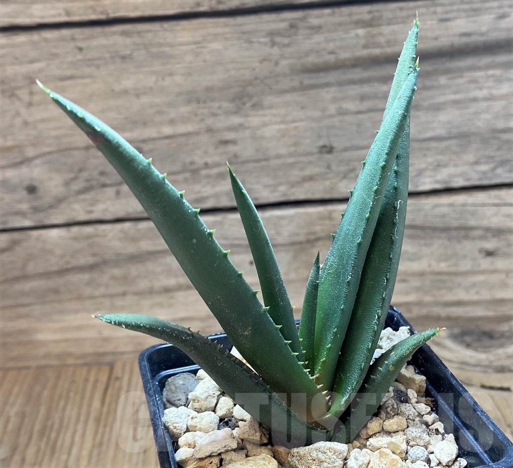 SH18175 Aloe cryptopoda