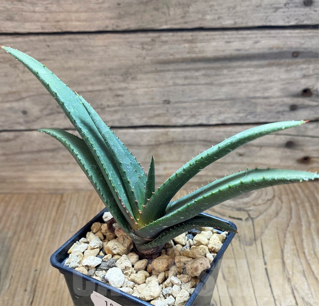 SH18176 Aloe cryptopoda