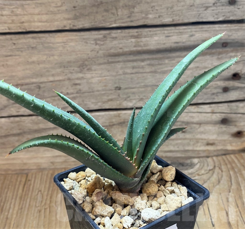 SH18176 Aloe cryptopoda - Image 2