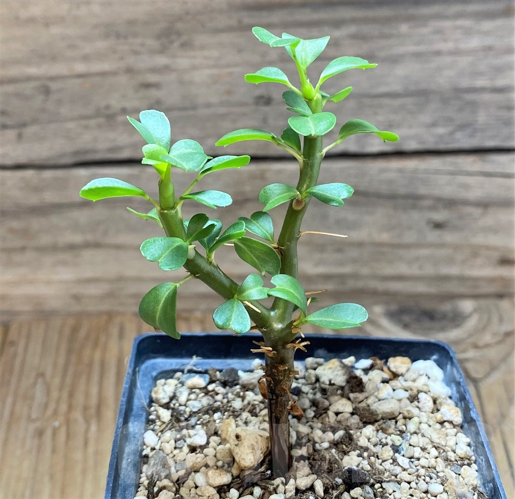 SH18177 Sarcocaulon vanderietiae