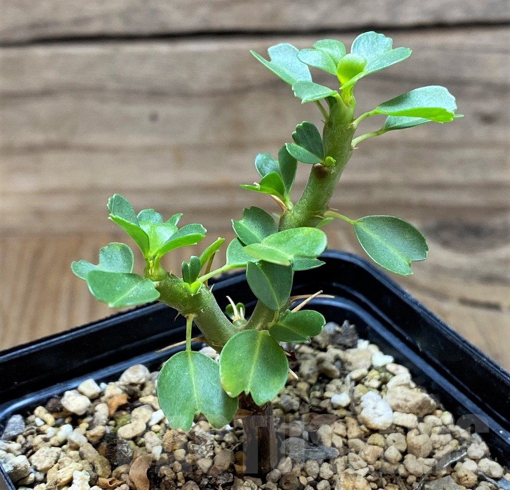 SH18178 Sarcocaulon vanderietiae