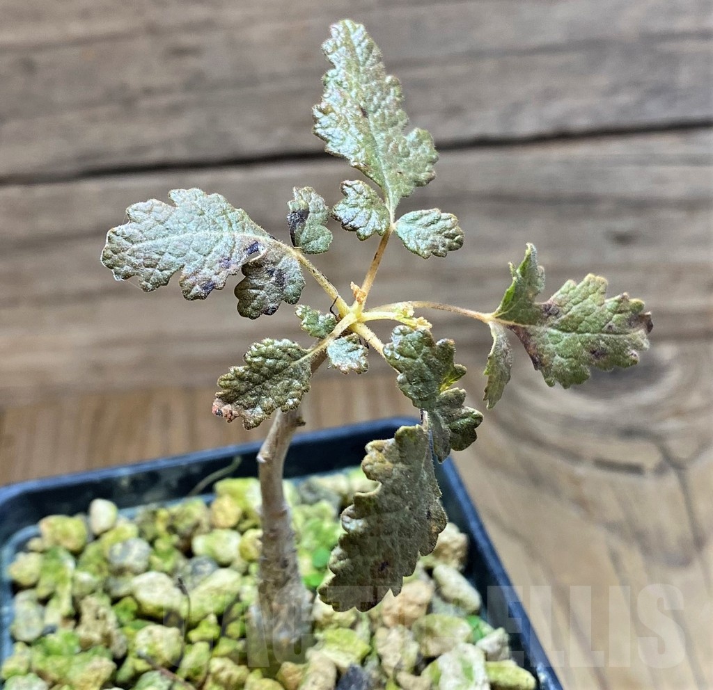 SH18181 Boswellia bullata