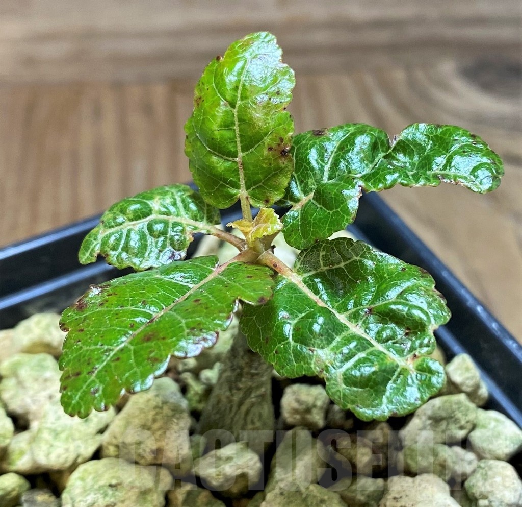 SH18186 Boswellia popoviana -Red flower-