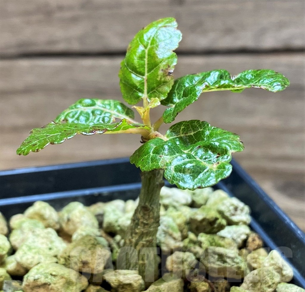 SH18186 Boswellia popoviana -Red flower- - Imagen 2