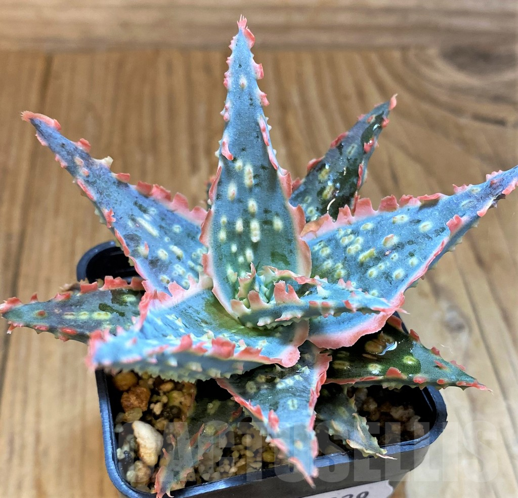 SH17929 Aloe TCT hybrid - Зображення 3