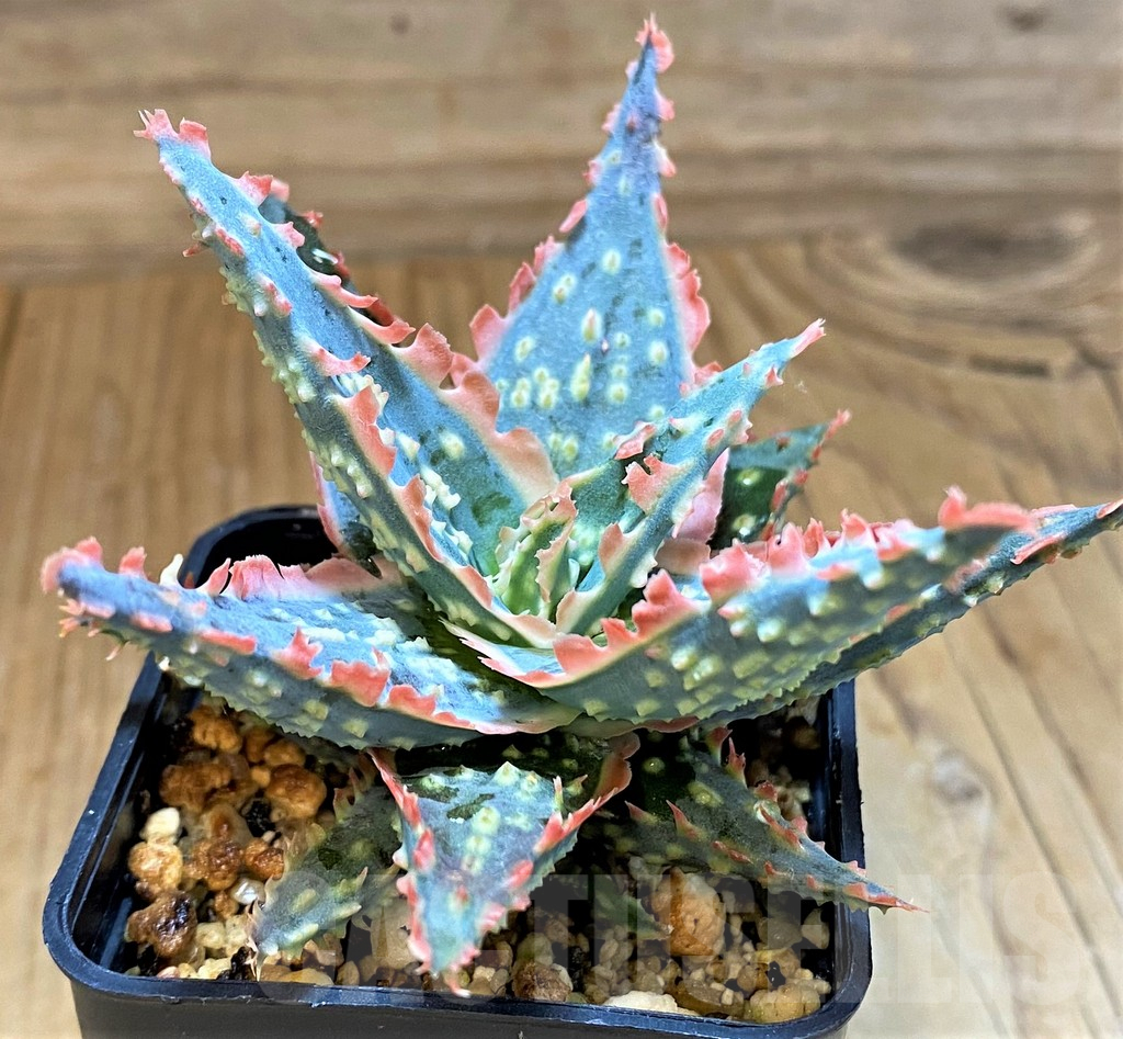 SH17929 Aloe TCT hybrid - Зображення 2