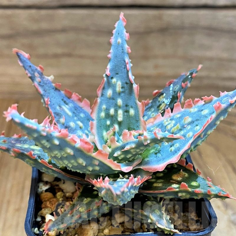 SH17929 Aloe TCT hybrid