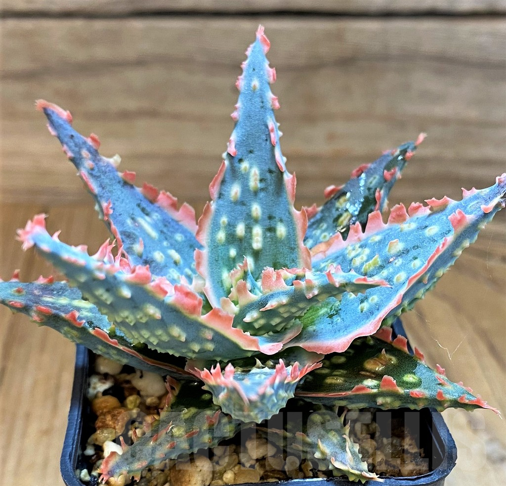 SH17929 Aloe TCT hybrid