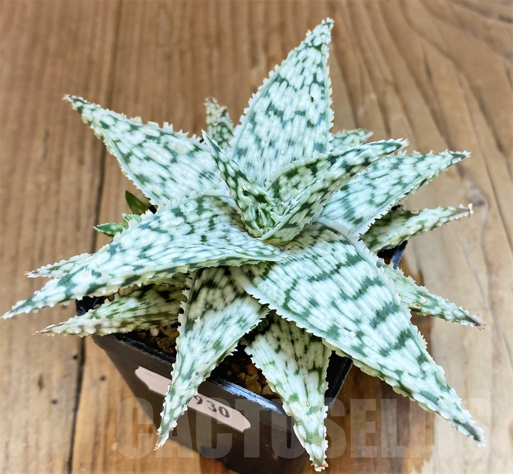 SH17930 Aloe ‘Snowflake’ hybrid - Зображення 2