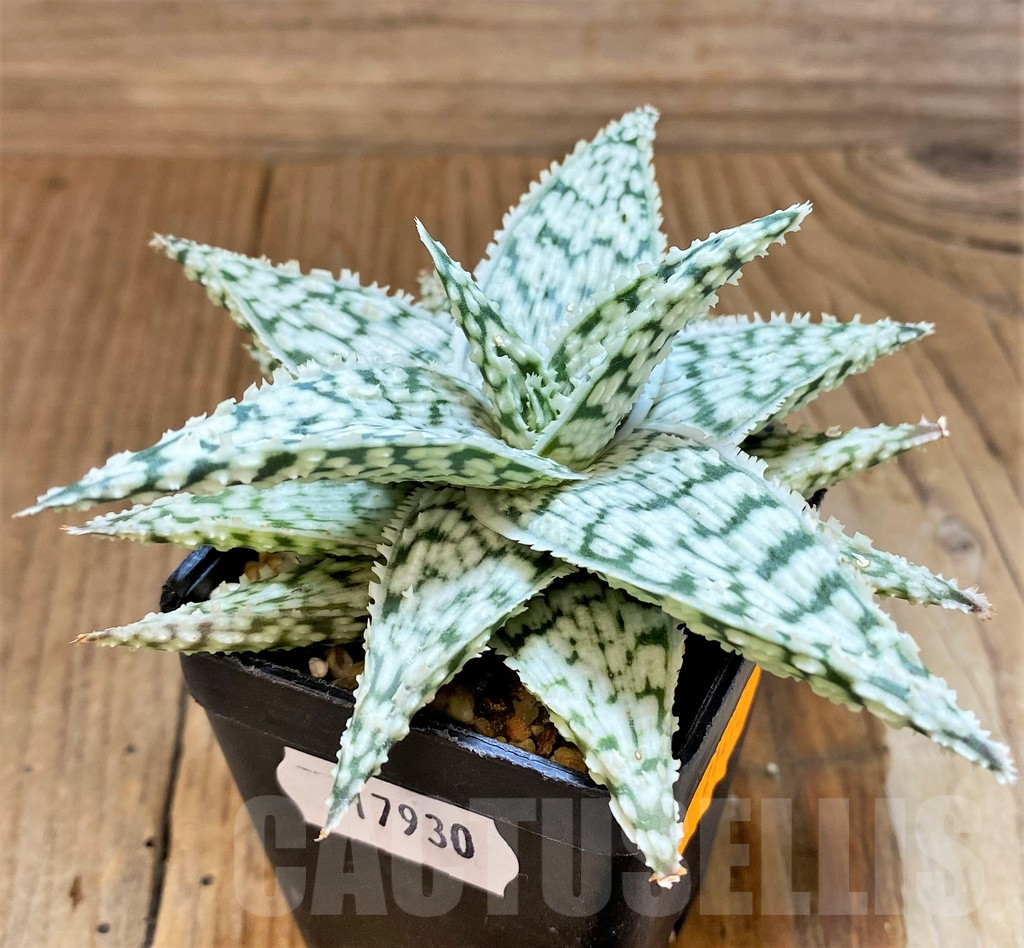 SH17930 Aloe ‘Snowflake’ hybrid