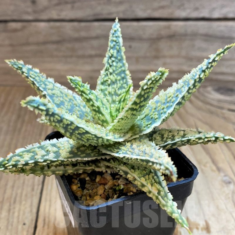 SH17901 Aloe TCT hybrid