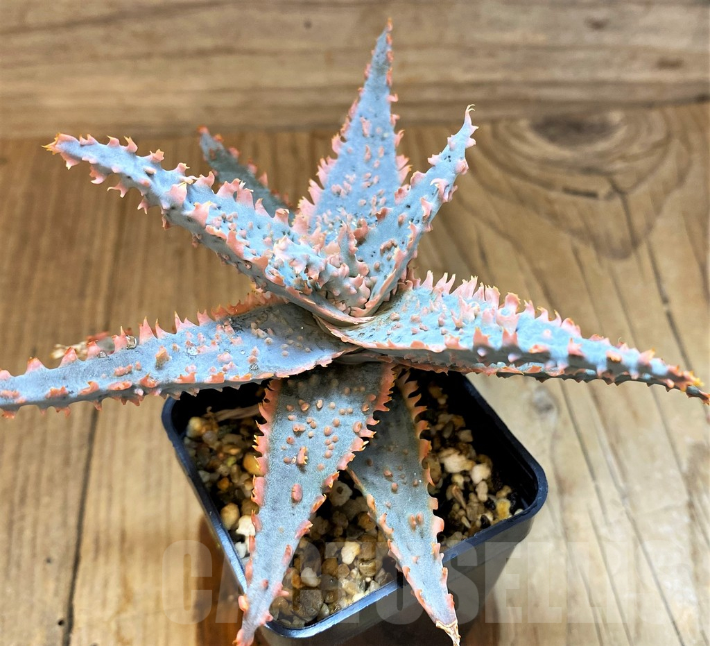 SH17932 Aloe TCT hybrid - Image 2