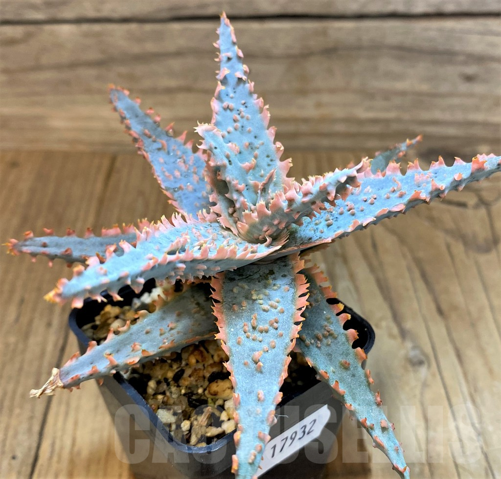 SH17932 Aloe TCT hybrid